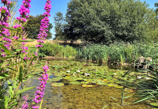 Photo of a scenic pond with water lilies, vibrant purple flowers, and lush greenery under a clear sky.