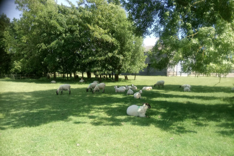 Prato verde con pecore che pascolano e riposano vicino alla baita Tore Petty nel Regno Unito.