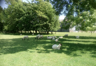 Prato verde con pecore che pascolano e riposano vicino alla baita Tore Petty nel Regno Unito.