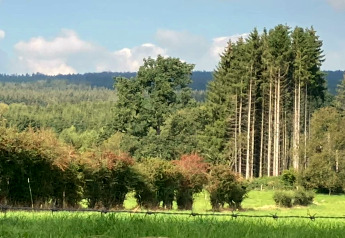 Grüne Landschaft mit Bäumen und Büschen, fotografiert von einem Chalet aus, Hügel im Hintergrund.