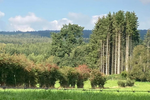 Uitzicht op een groen landschap met bomen en struiken, genomen vanaf een chalet, heuvels op de achtergrond.