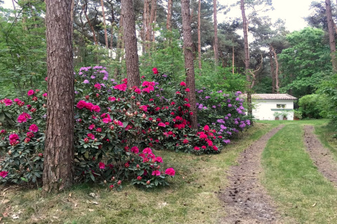 Sentiero erboso nel bosco con rododendri colorati che porta a uno chalet bianco in Belgio, Het Beerenbos.