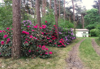 Een bospad met rododendrons leidt naar een wit chalet bij Het Beerenbos, ergens in België.