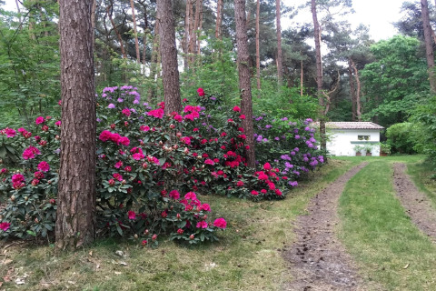 Sentiero erboso nel bosco con rododendri colorati che porta a uno chalet bianco in Belgio, Het Beerenbos.