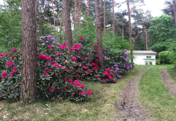 Un sendero forestal con arbustos en flor conduce a un chalet blanco en Het Beerenbos, Bélgica.