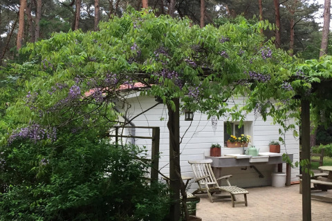 Chalet Het Beerenbos in Belgio, immerso nel verde con glicine fiorito e patio accogliente.