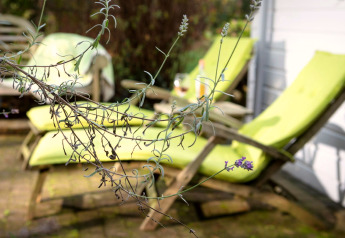 Een lavendeltak op de voorgrond met groene ligstoelen bij chalet Het Beerenbos in België.
