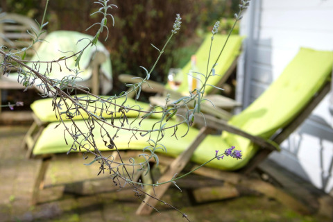 Un ramo di lavanda in primo piano con sdraio verdi dietro presso lo chalet Het Beerenbos in Belgio.