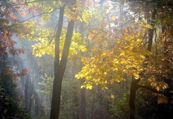 Lichtstralen vallen door de bomen bij chalet 'Het Beerenbos' in België, omringd door herfstkleuren.