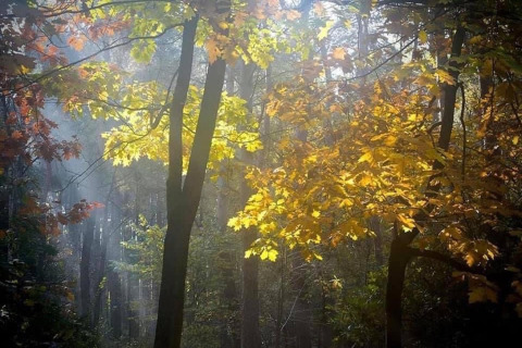La luce del sole attraversa gli alberi della foresta vicino allo chalet 'Het Beerenbos' in Belgio, tra foglie autunnali.