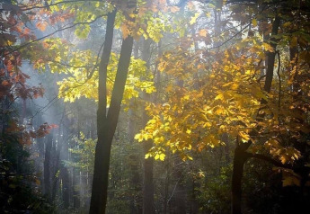 La luz del sol atraviesa los árboles en el bosque junto al chalet 'Het Beerenbos' en Bélgica con hojas otoñales.