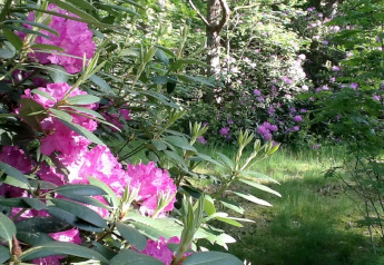 Roze bloemen en groene planten rondom chalet 'Het Beerenbos' in België, in het zachte licht van de ochtend.
