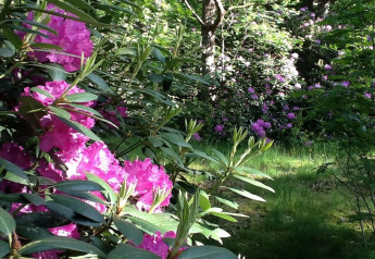Flores rosadas vibrantes en la vegetación cerca del chalet 'Het Beerenbos' en Bélgica, luz matinal suave.