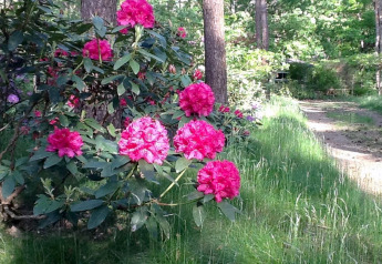 Felroze rododendrons aan een bosweg bij Het Beerenbos chalet in België op een zonnige lentedag.