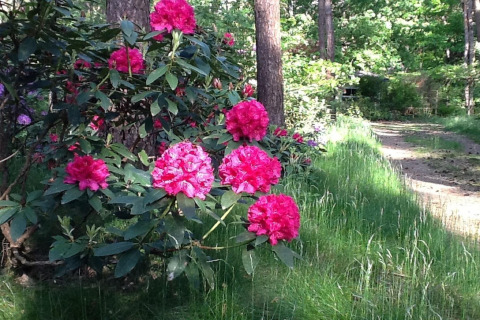 Rododendri rosa vivaci vicino a un sentiero boschivo presso lo chalet Het Beerenbos in Belgio, giornata di sole.