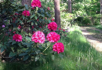 Rhododendrons rosados junto a un sendero forestal junto al chalet Het Beerenbos en Bélgica, día soleado.