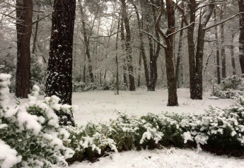 Zicht op besneeuwd bos en struiken vanop chalet ‘Het Beerenbos’ in België tijdens een winterse dag.