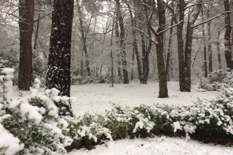 Vista di una foresta innevata e cespugli dal chalet ‘Het Beerenbos’ in Belgio in una giornata invernale.