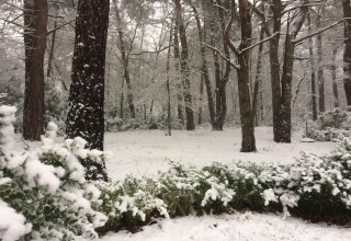 Vista di una foresta innevata e cespugli dal chalet ‘Het Beerenbos’ in Belgio in una giornata invernale.