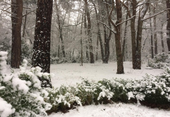 Vista de un bosque nevado y arbustos tomada en el chalet ‘Het Beerenbos’ en Bélgica en un día de invierno.