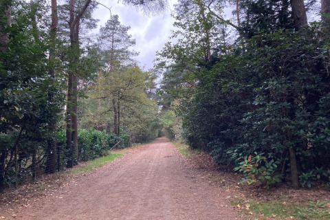 Sentiero tra gli alberi vicino allo chalet Het Beerenbos in Belgio sotto un cielo nuvoloso.