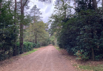 Sendero forestal cerca del chalet Het Beerenbos en Bélgica, rodeado de árboles y cielo nublado.