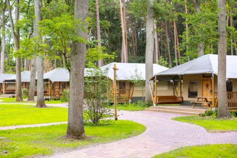 Series of safari tents set up in a wooded area with green lawns and winding paths for camping guests.
