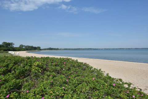 Zandstrand met groene struiken en roze bloemen aan het water nabij de hut Platz im Grünen 2 in Duitsland.