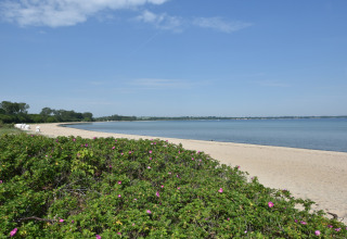 Zandstrand met groene struiken en roze bloemen aan het water nabij de hut Platz im Grünen 2 in Duitsland.