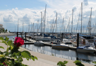 Een rode roos in bloei op de voorgrond, een jachthaven met zeilboten en bewolkte lucht in Duitsland.