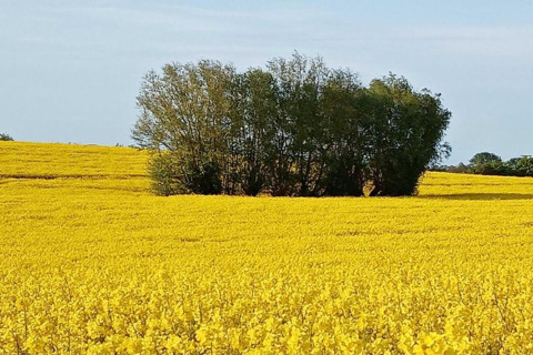 Geel bloemenveld aan ‘Platz im Grünen 2’ in Duitsland, met een groep groene bomen in het midden.