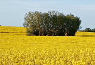 Geel bloemenveld aan ‘Platz im Grünen 2’ in Duitsland, met een groep groene bomen in het midden.