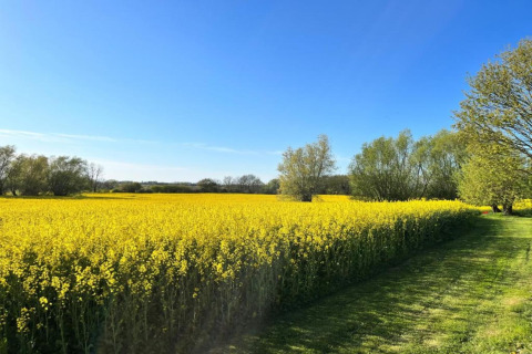 Zicht op een geel bloemenveld bij hut «Platz im Grünen 2» in Duitsland onder een heldere blauwe hemel.