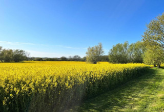 Zicht op een geel bloemenveld bij hut «Platz im Grünen 2» in Duitsland onder een heldere blauwe hemel.
