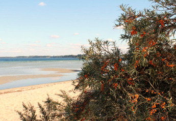 View from Platz im Grünen 2 in Germany with sandy beach, sea, and seabuckthorn bushes in the foreground.