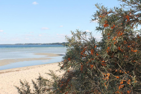 Zicht vanaf Platz im Grünen 2 in Duitsland met zandstrand, zee en duindoornstruiken op de voorgrond.