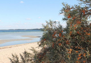 Zicht vanaf Platz im Grünen 2 in Duitsland met zandstrand, zee en duindoornstruiken op de voorgrond.