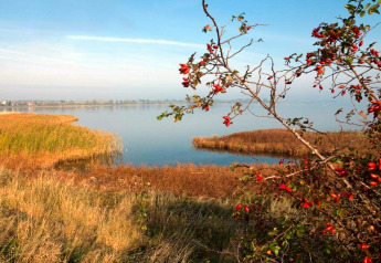 Vue sur un lac avec des roseaux et un buisson aux baies rouges près du complexe 'Gänseblümchen 2' en Allemagne.