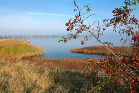 Zicht op een meer met riet en een struik met rode bessen bij bungalowcomplex ‘Gänseblümchen 2’ in Duitsland.