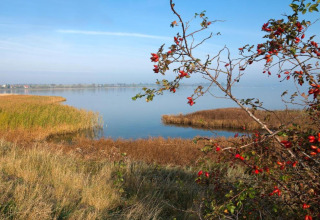 Udsigt over en sø med siv og en busk med røde bær ved Bungalowkompleks 'Gänseblümchen 2' i Tyskland.