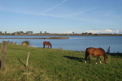 Dos caballos marrones pastan junto a un lago cerca del complejo Gänseblümchen 2 en Alemania bajo el sol.