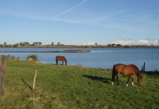 Two brown horses graze by a lake near Bungalow complex Gänseblümchen 2 in Germany on a sunny afternoon.