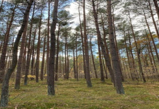 Foto di una foresta tranquilla presso un alloggio glamping, con alberi alti e terreno erboso aperto.