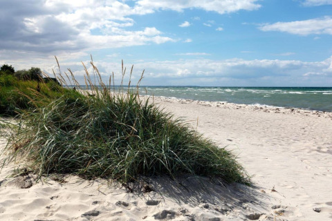 Scenic sandy beach with dune grasses on the shore, blue sky with clouds and gentle ocean waves.