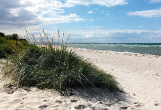 Scenic sandy beach with dune grasses on the shore, blue sky with clouds and gentle ocean waves.