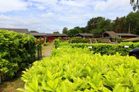 Green hedges and red cabins at Räuberkuhle Koserow, Germany, under a partly cloudy blue sky in summer.