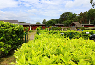 Green hedges and red cabins at Räuberkuhle Koserow, Germany, under a partly cloudy blue sky in summer.