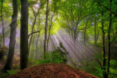 Rayons du soleil traversant une forêt verte luxuriante, illuminant arbres et végétation dans le calme.