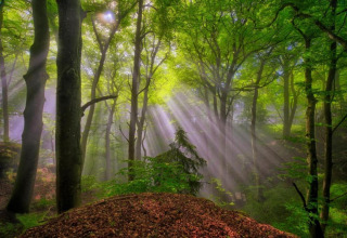 Rayons du soleil traversant une forêt verte luxuriante, illuminant arbres et végétation dans le calme.