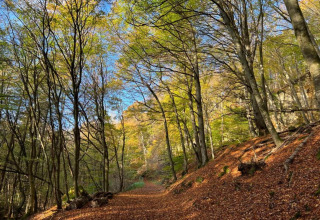 Sentier forestier couvert de feuilles d’automne au Resort Echternacherbrück 1 en Allemagne.
